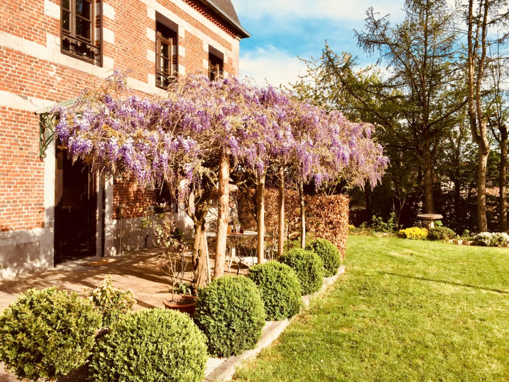 La glycine de la maison d'hôtes Aubépine