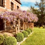 La glycine de la maison d'hôtes Aubépine